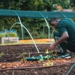 garden edge rows with mulch