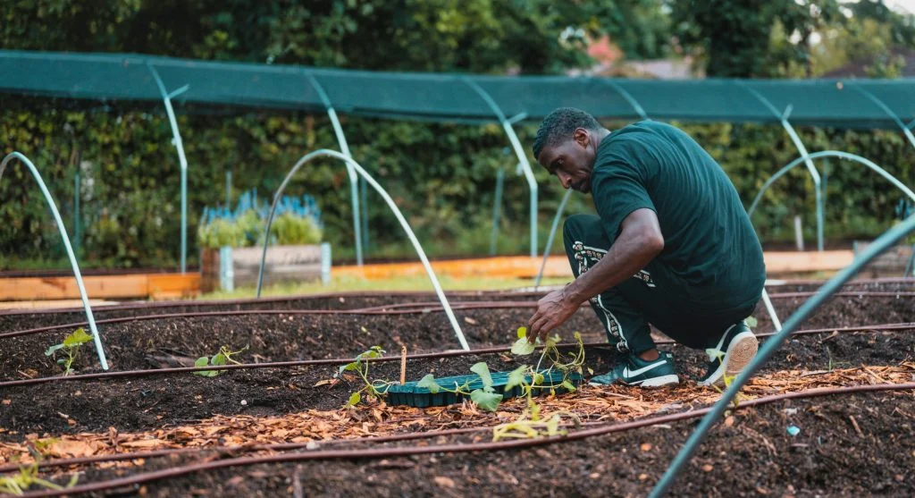 garden edge rows with mulch