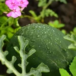Person holding fresh vegetables in a garden after rain