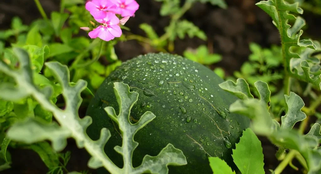 Person holding fresh vegetables in a garden after rain