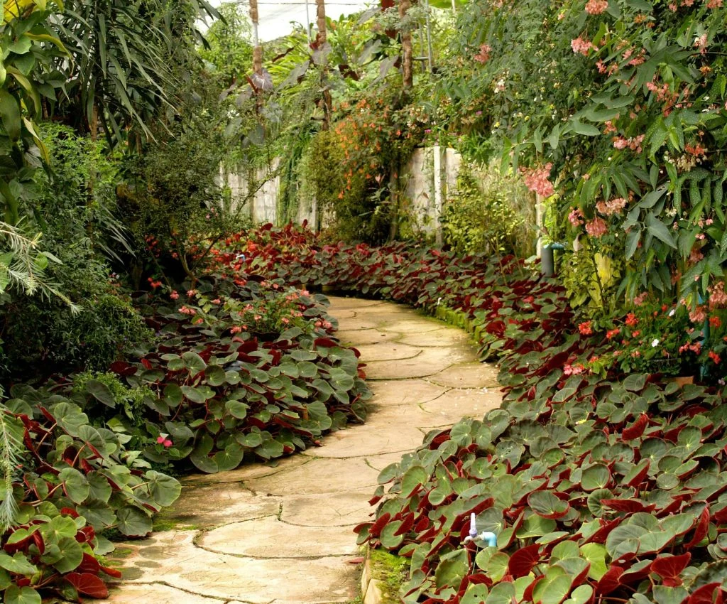 Organized garden beds with clear paths during peak season