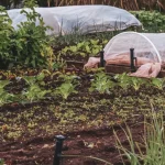 Waterlogged garden bed after heavy rain