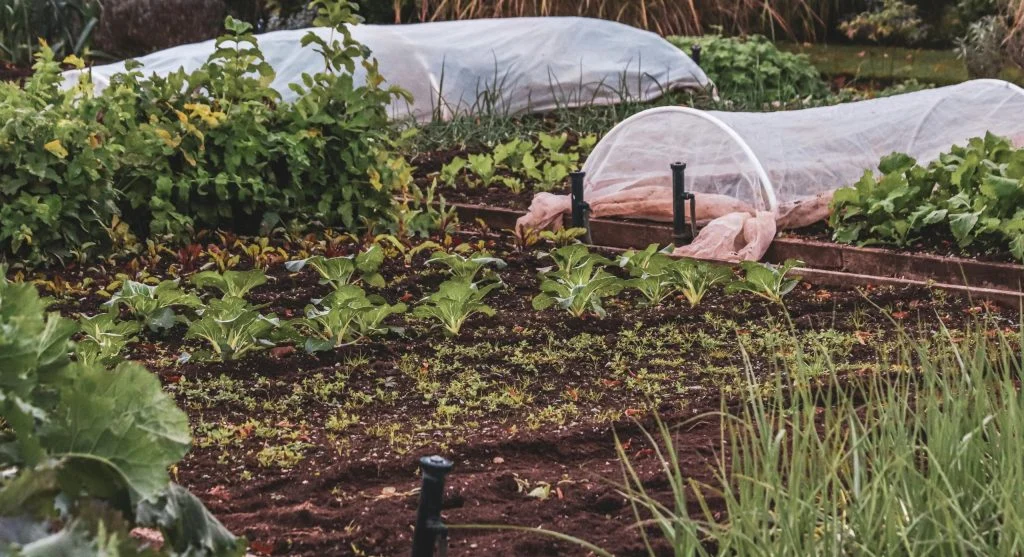 Soil tips with mulch protecting healthy garden beds