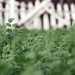 Gardener filling gaps in garden bed around existing plants