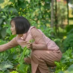 backyard garden harvest tips