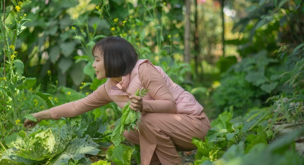 backyard garden harvest tips