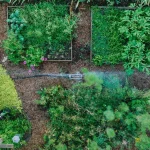 Backyard garden with neatly planted rows of seeds in warm soil