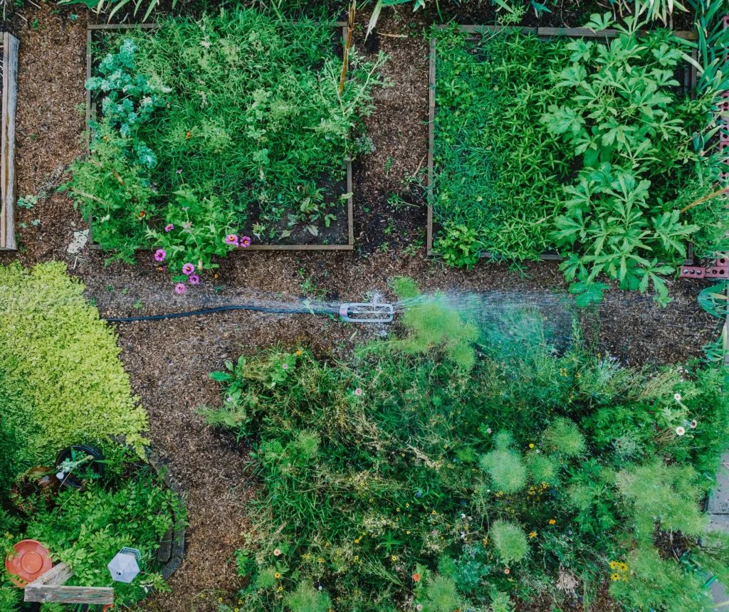 Backyard garden with neatly planted rows of seeds in warm soil