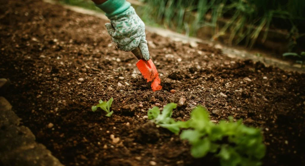 Soil tips for a balanced backyard garden during summer