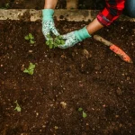Vegetable transplants being moved to outdoor garden beds