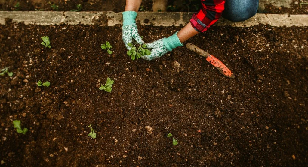 Vegetable transplants being moved to outdoor garden beds