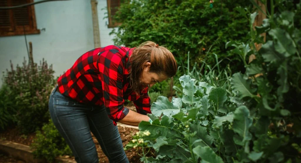 Pest control tips showing mulch kept slightly away from vegetable stems for easier checking