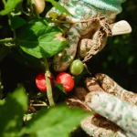 Harvest tips for picking ripe vegetables carefully from a mixed-ripeness backyard garden bed