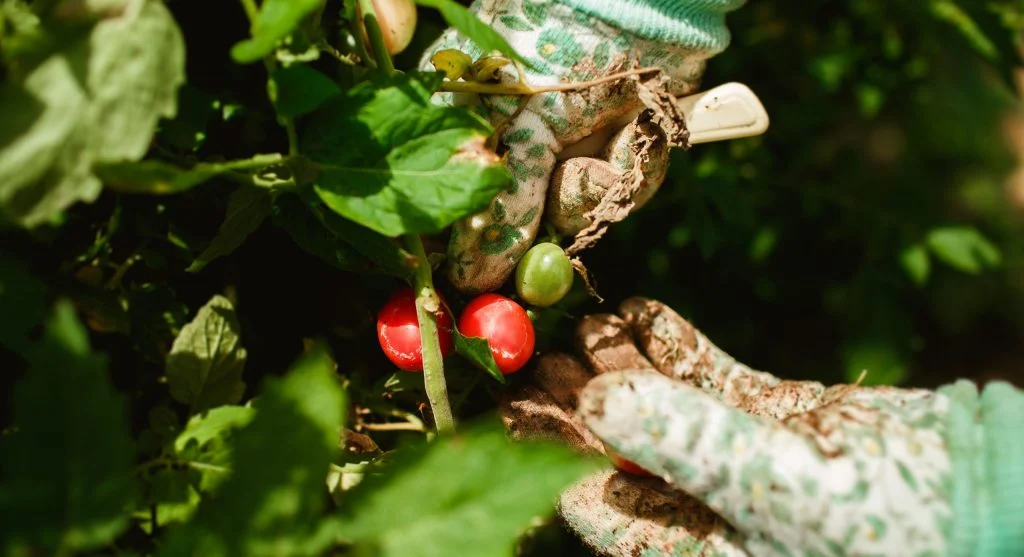 Harvest tips for picking ripe vegetables carefully from a mixed-ripeness backyard garden bed