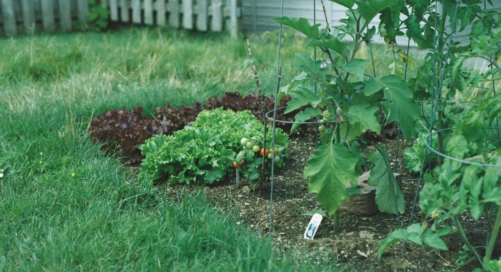 overgrown garden bed with harvest