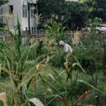backyard garden second crop spacing