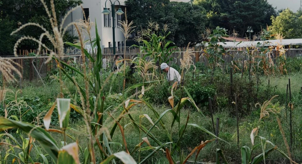 backyard garden second crop spacing