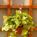 backyard garden with climbing crops