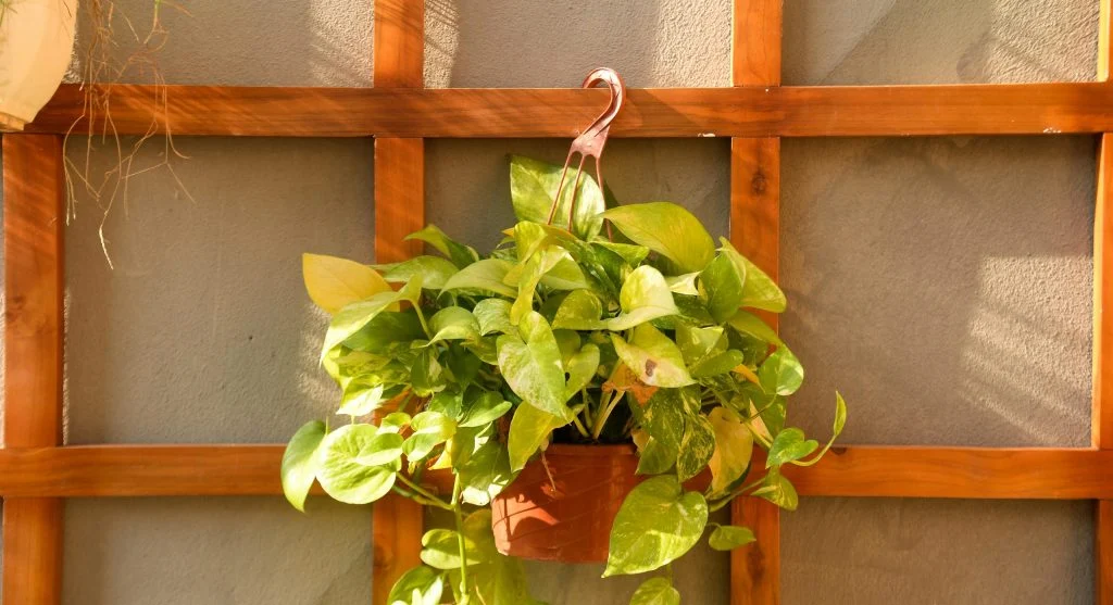 backyard garden with climbing crops