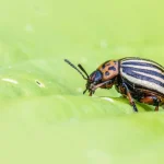 Person inspecting crops in backyard for pest damage
