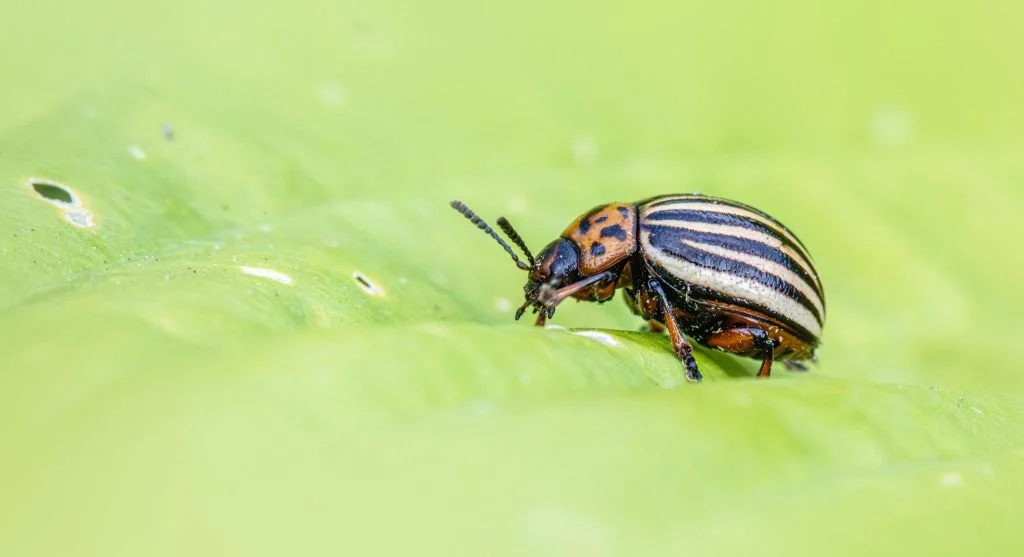 Person inspecting crops in backyard for pest damage