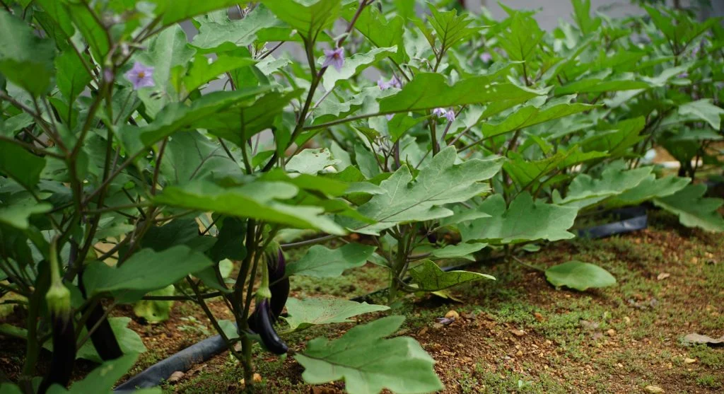 stronger crops in backyard garden bed