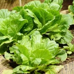 Overcrowded vegetable garden with plants competing for space