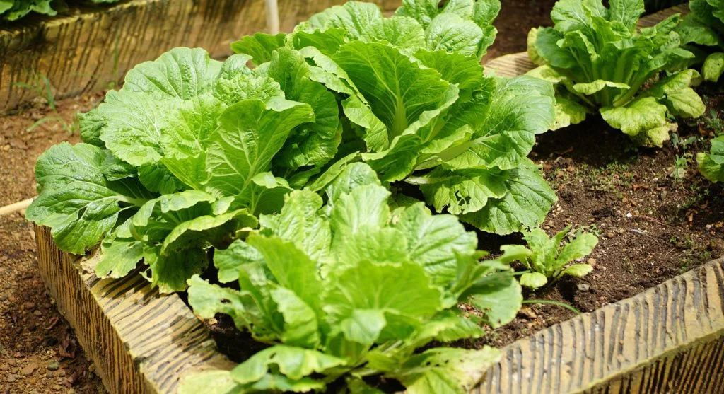 Overcrowded vegetable garden with plants competing for space