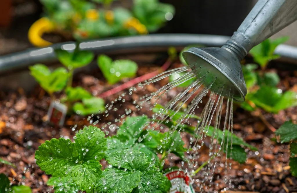 Early morning watering for backyard beds
