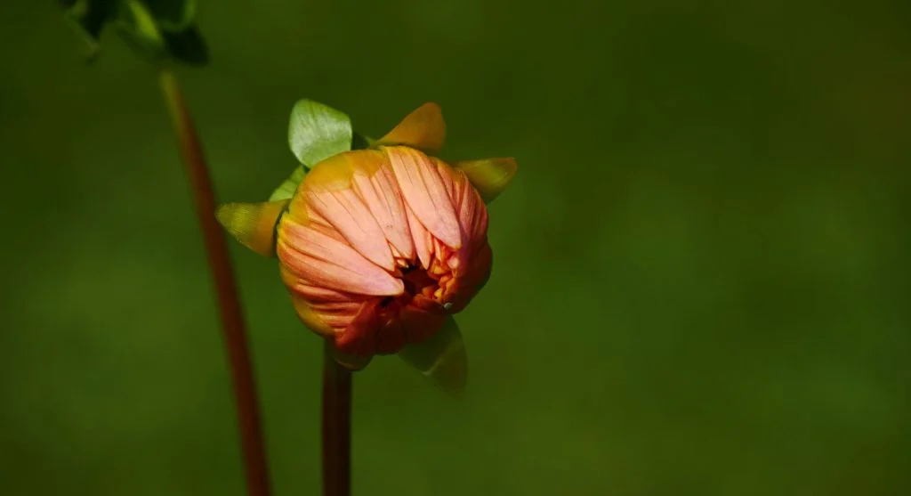 inspecting garden growth for pests