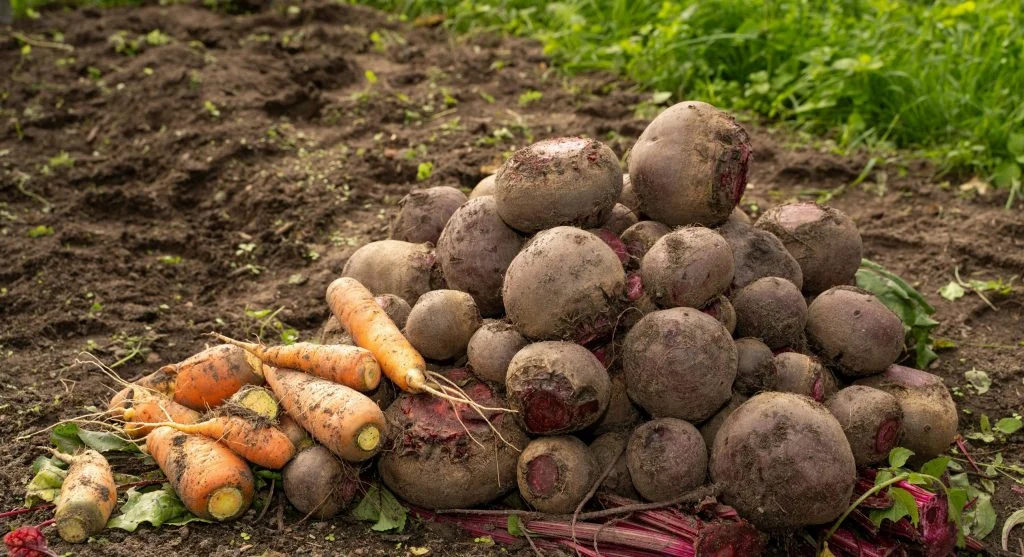 fast-maturing crops in backyard bed