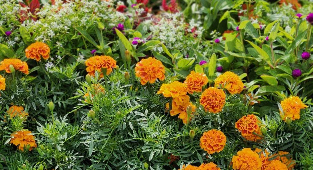 backyard garden bed growth changes