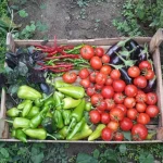 Freshly picked summer vegetables in a backyard garden