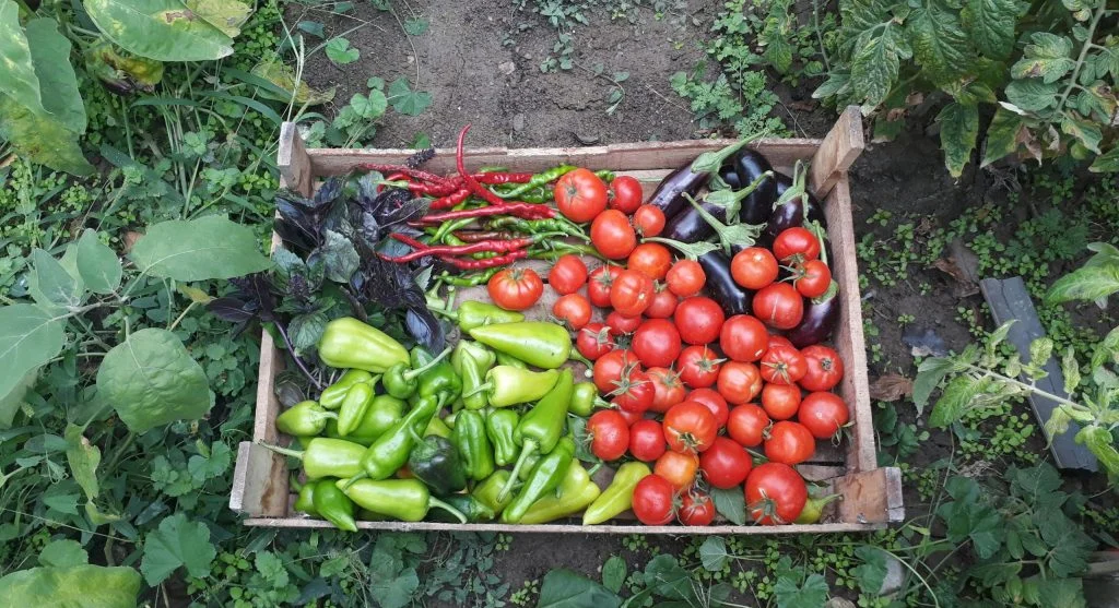 Freshly picked summer vegetables in a backyard garden