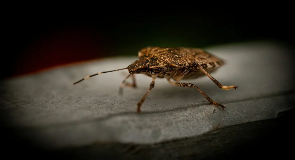 Inspecting mulch and garden bed edges for hidden pests at night