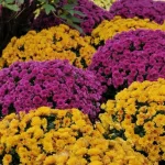 tracking seasonal garden changes