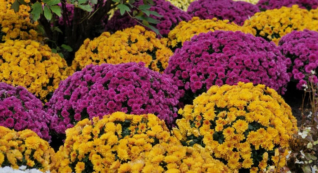tracking seasonal garden changes