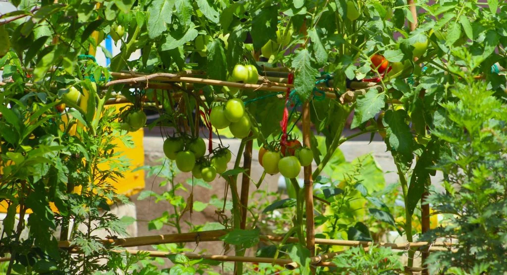 cucumber vines on vertical garden supports