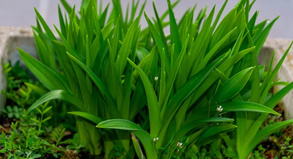 Image of garden bed with leaf overlap indicating plant spacing problems