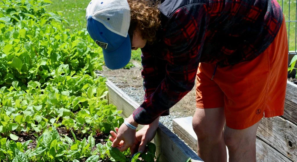 Image of a crowded vegetable garden with slower harvest