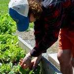 Mixed garden bed with fast and slow growing crops