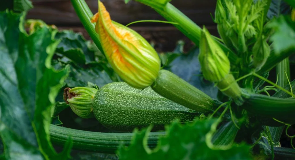 backyard garden morning pest check
