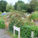 checking flowers for pests