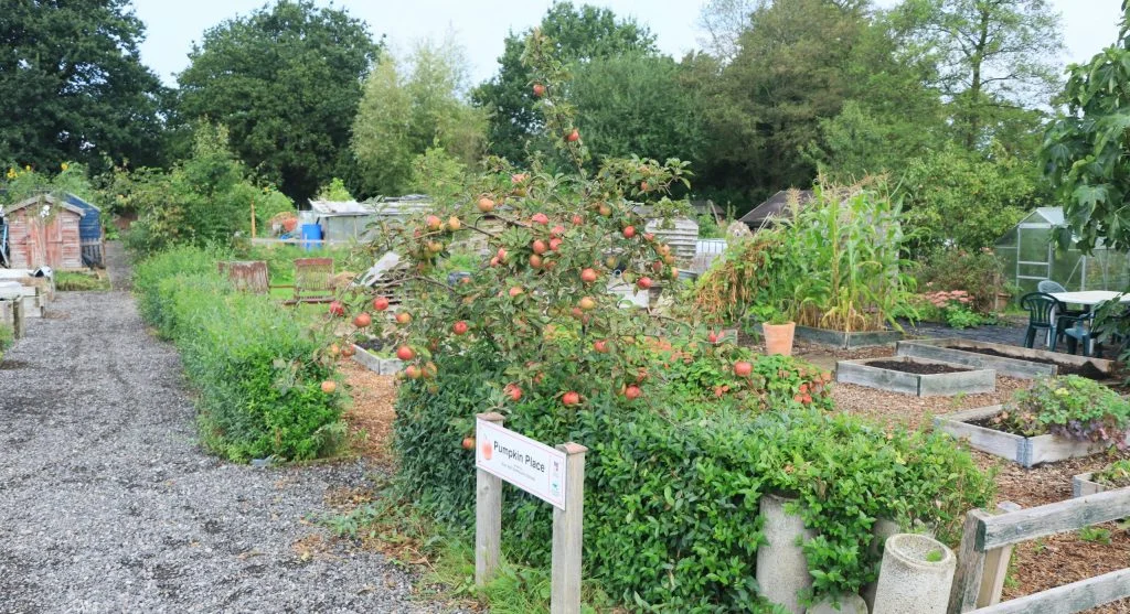 checking flowers for pests