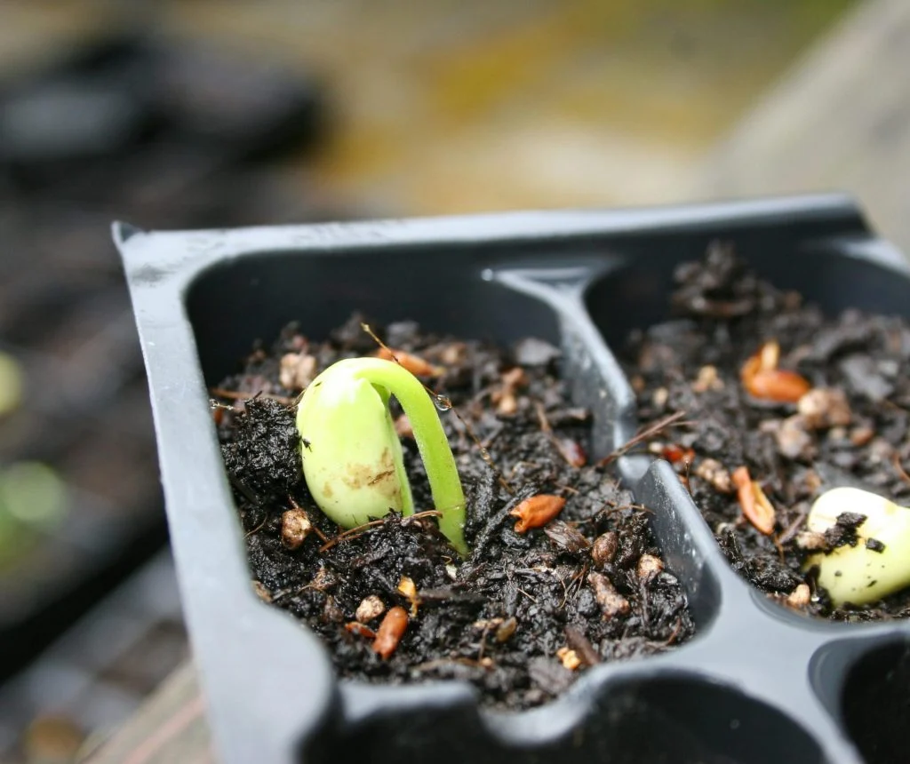 Gentle watering of direct sown seeds in soil