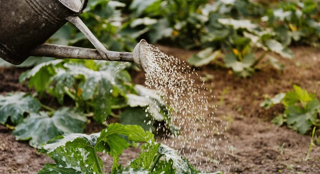 Water saving tips for slow root-zone watering during summer heat