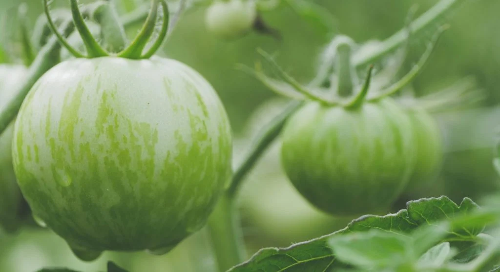 Selective picking of crops from wet garden beds after rainfall