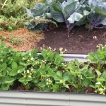 Tidy backyard vegetable bed with no visible pests