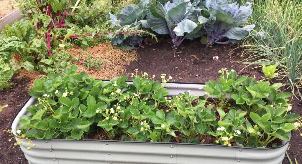 Tidy backyard vegetable bed with no visible pests