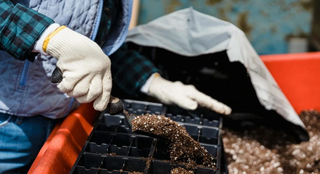 Seedlings being hardened off outdoors before transplanting